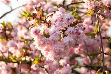 Japanische Nelkenkirsche 'Kanzan' Topfgröße 10 Liter / Höhe 80-100cm