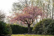 Japanische Nelkenkirsche 'Kanzan' Topfgröße 10 Liter / Höhe 80-100cm