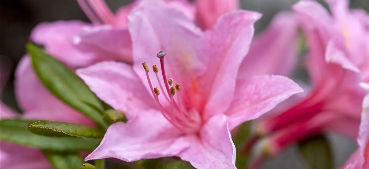 Rhododendron 'Pennsylvania' Topfgröße 4,6 Liter