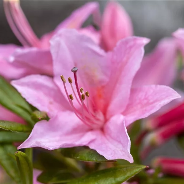 Rhododendron 'Pennsylvania'