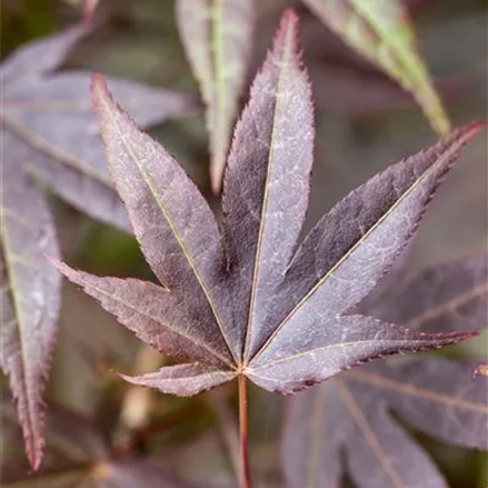 Roter Fächerahorn 'Atropurpureum'