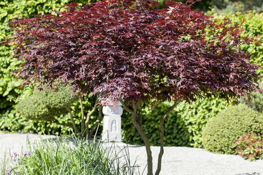 Roter Fächerahorn 'Atropurpureum' Topfgröße 6 Liter / Höhe 60cm