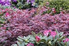 Roter Fächerahorn 'Atropurpureum' Topfgröße 6 Liter / Höhe 60cm