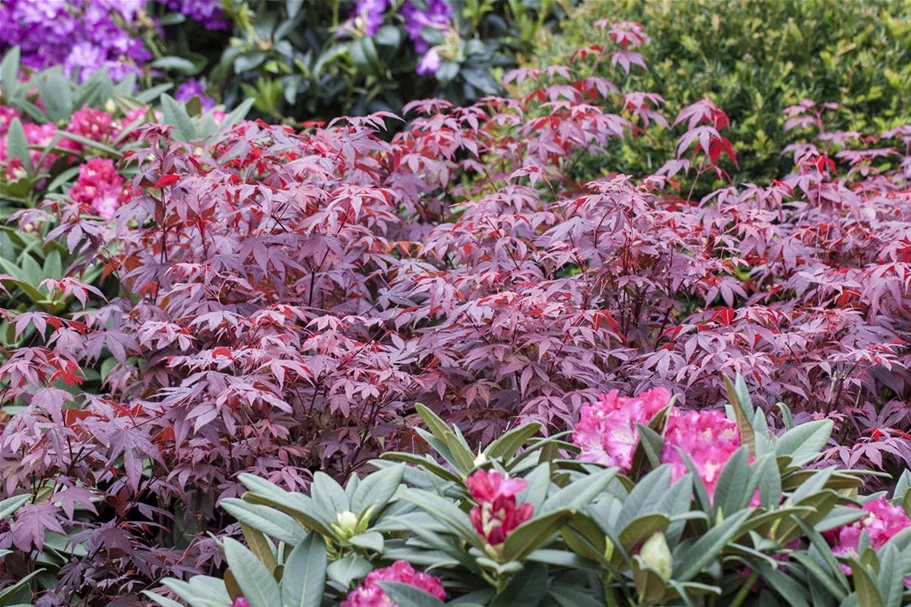 Roter Fächerahorn 'Atropurpureum' Topfgröße 6 Liter / Höhe 60cm