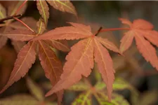 Roter Fächerahorn 'Atropurpureum' Topfgröße 6 Liter / Höhe 60cm