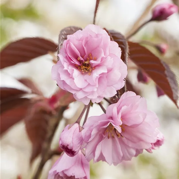 Japanische Nelkenkirsche 'Royal Burgundy'®