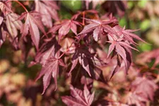 Roter Fächerahorn 'Atropurpureum' Topfgröße 6 Liter / Höhe 60cm