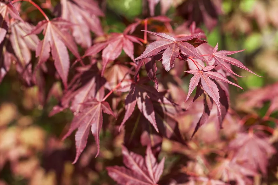 Roter Fächerahorn 'Atropurpureum' Topfgröße 6 Liter / Höhe 60cm