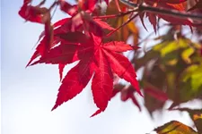 Roter Fächerahorn 'Atropurpureum' Topfgröße 6 Liter / Höhe 60cm