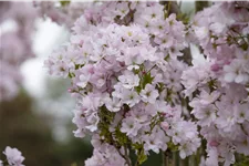 Japanische Säulenkirsche 'Amanogawa' Topfgröße 5 Liter / Höhe 40-60cm