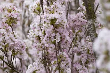 Japanische Säulenkirsche 'Amanogawa' Topfgröße 5 Liter / Höhe 40-60cm