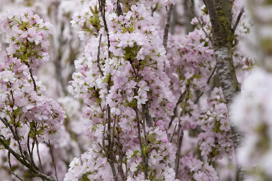 Japanische Säulenkirsche 'Amanogawa' Topfgröße 5 Liter / Höhe 40-60cm