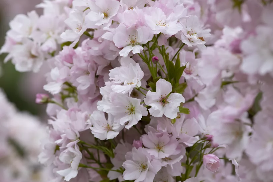 Japanische Säulenkirsche 'Amanogawa' Topfgröße 5 Liter / Höhe 40-60cm