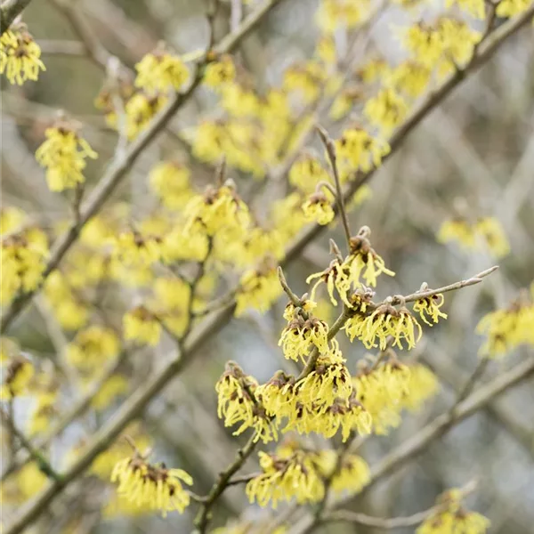 Schwefelgelbe Zaubernuss 'Arnold Promise'