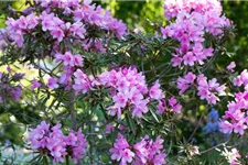 Pontischer Rhododendron 'Graziella' Topfgröße 4,6 Liter / Höhe 30-40cm