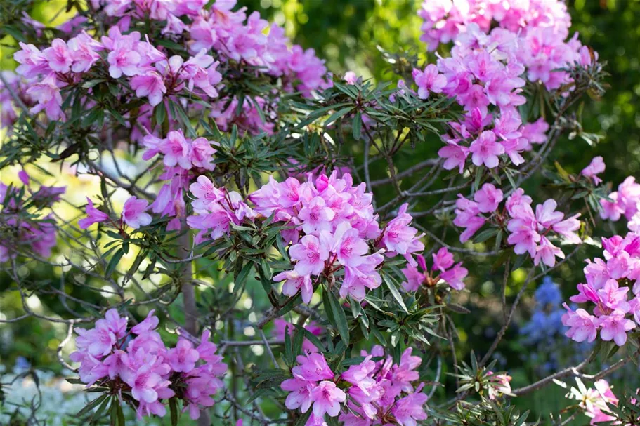 Pontischer Rhododendron 'Graziella' Topfgröße 4,6 Liter / Höhe 30-40cm