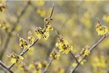 Schwefelgelbe Zaubernuss 'Arnold Promise' Topfgröße 5 Liter / Höhe 50-60cm