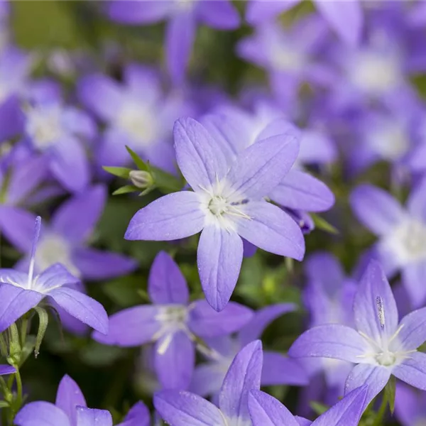 Sternförmige Glockenblume 'Filigree'