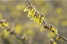 Schwefelgelbe Zaubernuss 'Arnold Promise' Topfgröße 5 Liter / Höhe 50-60cm