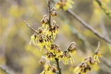 Schwefelgelbe Zaubernuss 'Arnold Promise' Topfgröße 5 Liter / Höhe 50-60cm