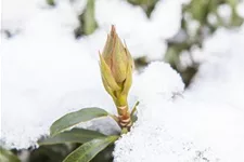 Pontischer Rhododendron 'Graziella' Topfgröße 4,6 Liter / Höhe 30-40cm