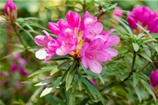 Pontischer Rhododendron 'Graziella' Topfgröße 4,6 Liter / Höhe 30-40cm