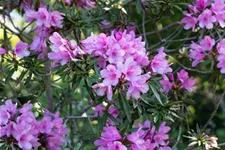 Pontischer Rhododendron 'Graziella' Topfgröße 4,6 Liter / Höhe 30-40cm