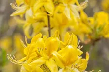 Pontischer Rhododendron 'Sämling' Topfgröße 4,6 Liter