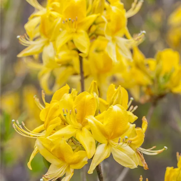 Pontischer Rhododendron 'Sämling'