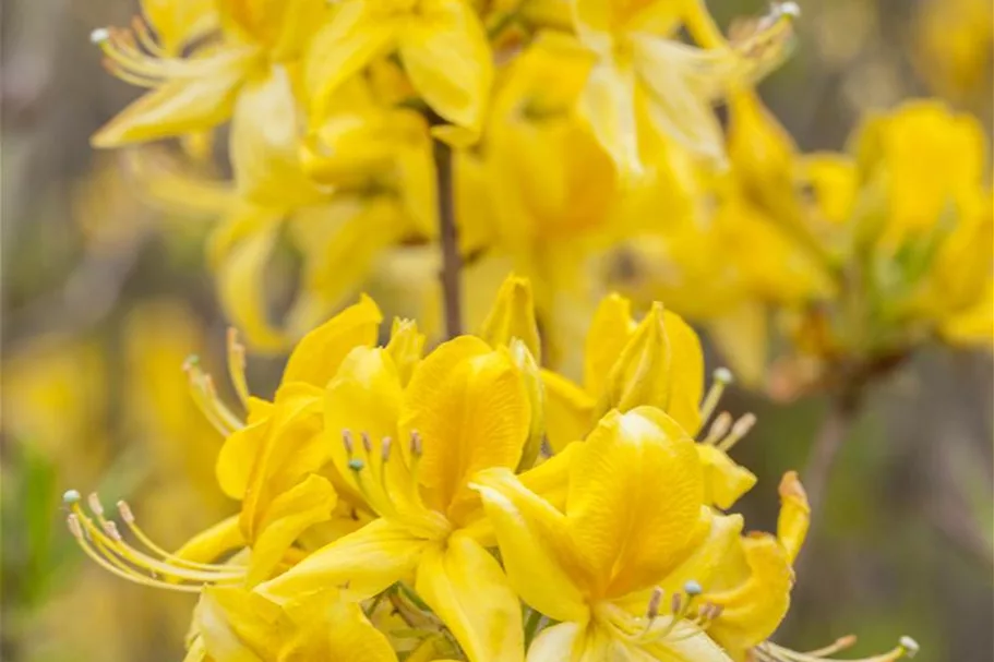 Pontischer Rhododendron 'Sämling' Topfgröße 4,6 Liter