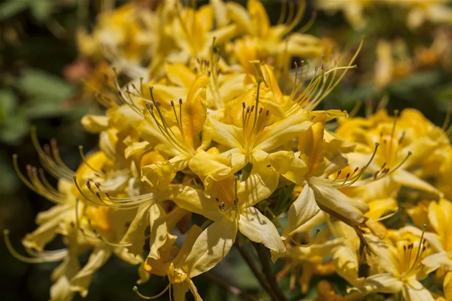 Pontischer Rhododendron 'Sämling' Topfgröße 4,6 Liter