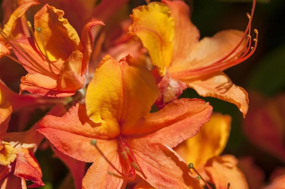 Pontischer Rhododendron 'Sämling' Topfgröße 4,6 Liter