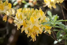 Pontischer Rhododendron 'Sämling' Topfgröße 4,6 Liter