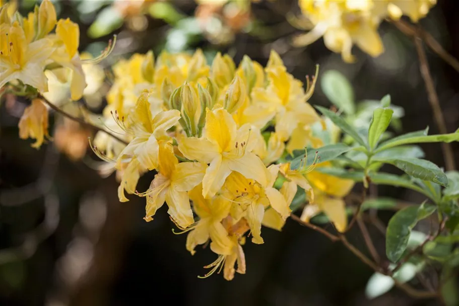 Pontischer Rhododendron 'Sämling' Topfgröße 4,6 Liter