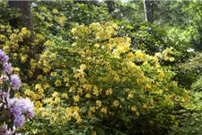 Pontischer Rhododendron 'Sämling' Topfgröße 4,6 Liter