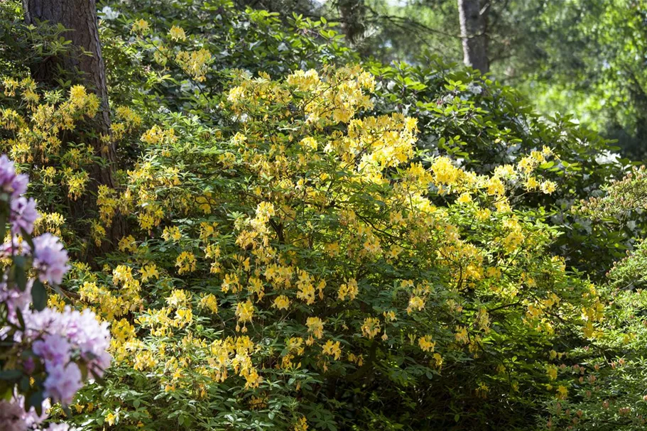 Pontischer Rhododendron 'Sämling' Topfgröße 4,6 Liter