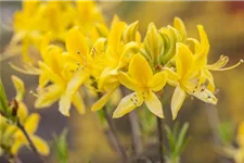 Pontischer Rhododendron 'Sämling' Topfgröße 4,6 Liter