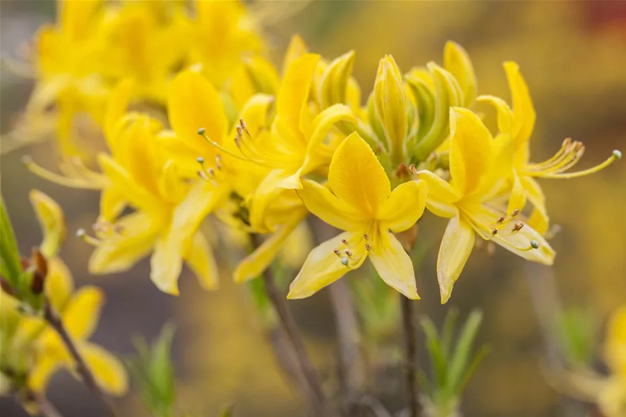 Pontischer Rhododendron 'Sämling' Topfgröße 4,6 Liter