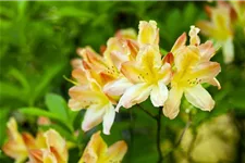 Pontischer Rhododendron 'Sämling' Topfgröße 4,6 Liter