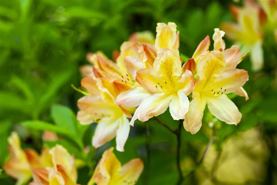 Pontischer Rhododendron 'Sämling' Topfgröße 4,6 Liter