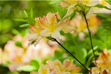 Pontischer Rhododendron 'Sämling' Topfgröße 4,6 Liter