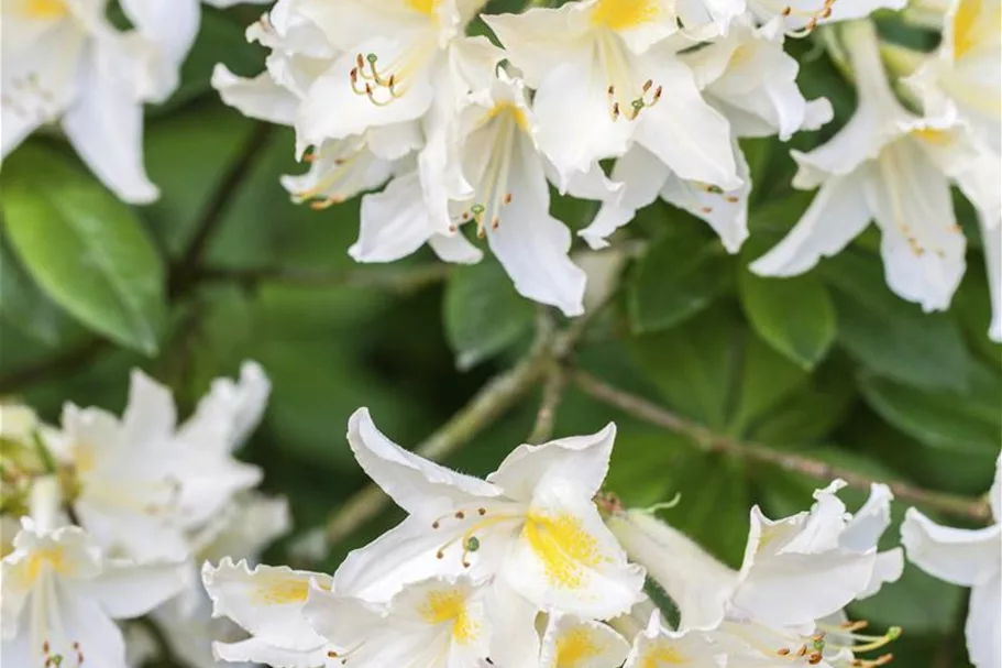 Sommergrüne Azalee 'Daviesii' Topfgröße 5 Liter / Höhe 30-40cm