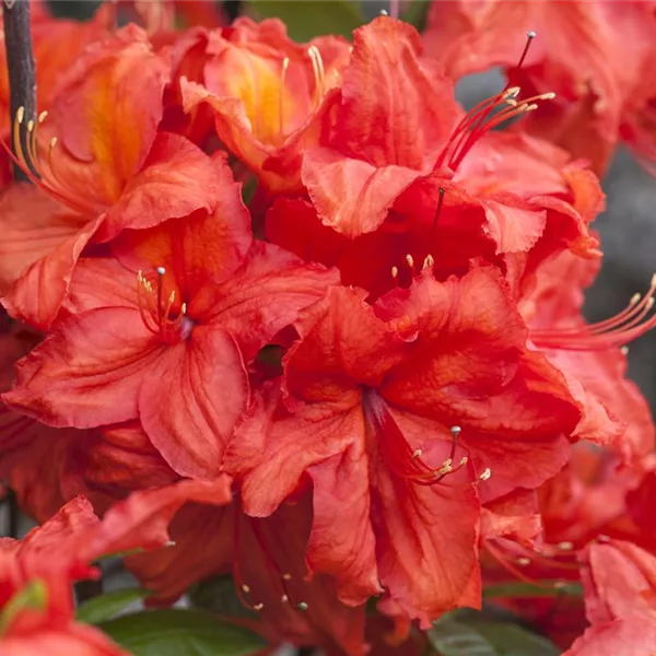 Sommergrüne Azalee 'Feuerwerk'