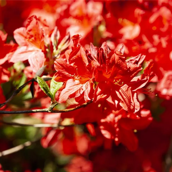 Sommergrüne Azalee 'Fireball'