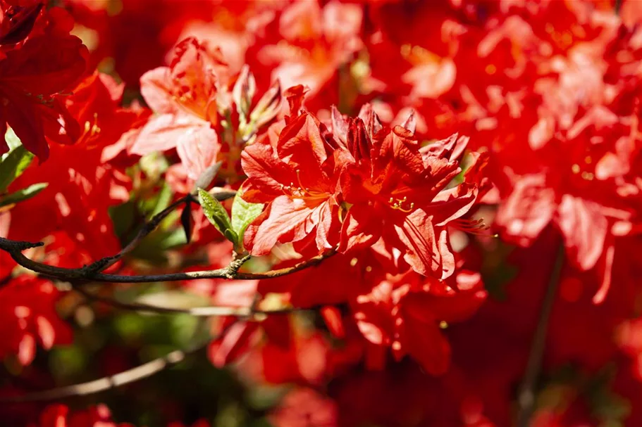 Sommergrüne Azalee 'Fireball' Topfgröße 5 Liter / Höhe 30-40cm