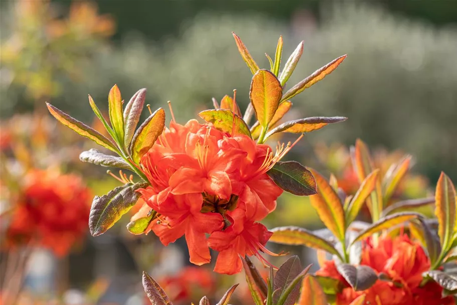 Sommergrüne Azalee 'Fireball' Topfgröße 5 Liter / Höhe 30-40cm