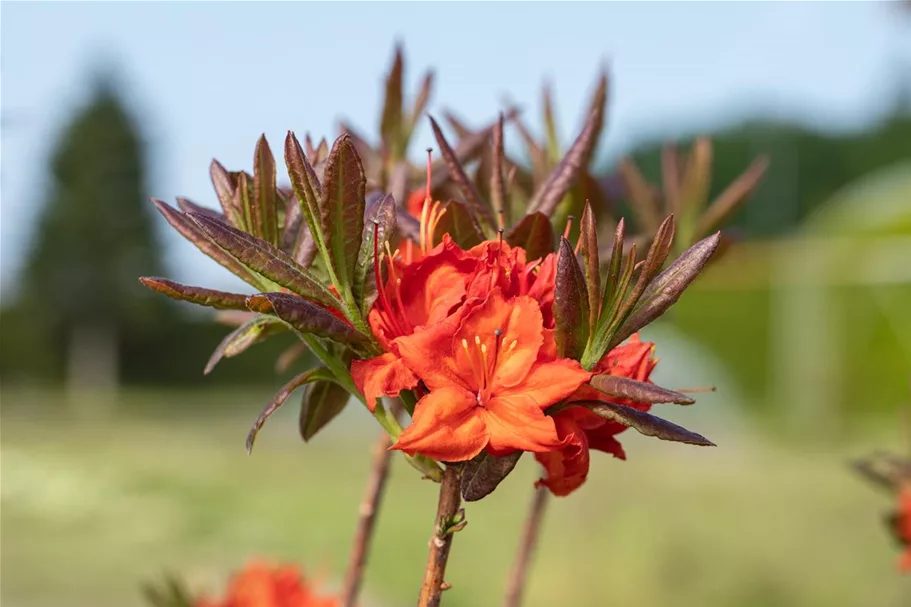 Sommergrüne Azalee 'Fireball' Topfgröße 5 Liter / Höhe 30-40cm