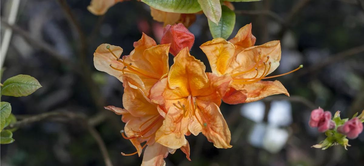 Sommergrüne Azalee 'Glowing Embers' Topfgröße 4,6 Liter