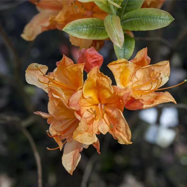 Sommergrüne Azalee 'Glowing Embers'