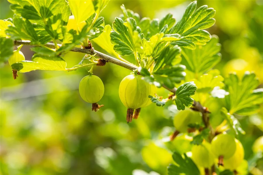 Stachelbeere 'Hinnonmäki'